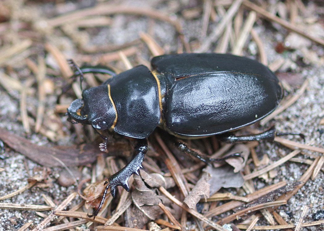 Bug o'the Week - Stag Beetle Lucanus placidus - Riveredge ...