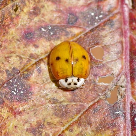 asian beetle Multicolored ladybug