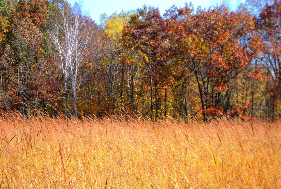 landcape of an autumn forest with prairie grasses in front
