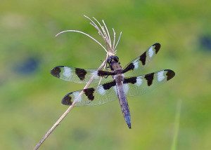 Twelve spotted skimmer