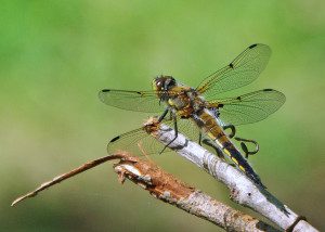 4-spotted skimmer10 4rz