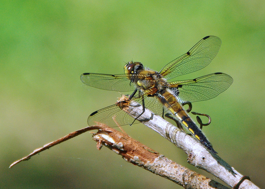 close up of a 4 spotted skimmer dragonfly on a branch