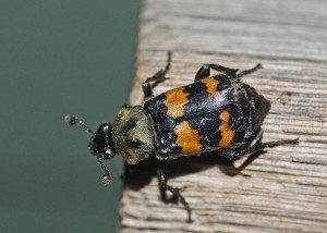 burying beetle nicrophorus10 2rz