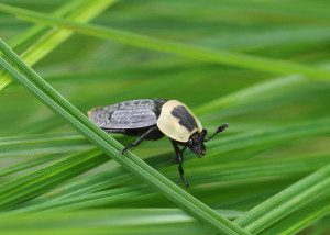 carrion beetle necrophilia13 2rz