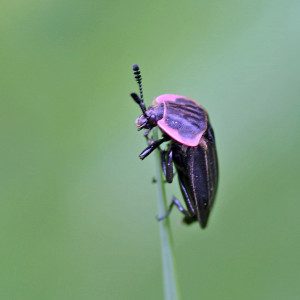 m carrion beetle oiceoptoma13 9