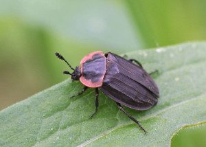 m carrion beetle oiceoptoma16 1rz