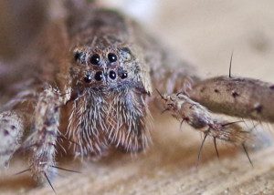 nursery web spider male 13 1