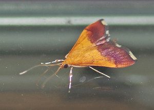 Bicolored pyrausta