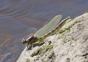 clubtail arrow male16 25rz