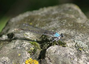 Blue-fronted dancer