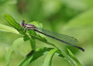 Blue-tipped dancer