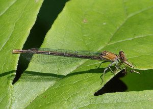 Dancer female