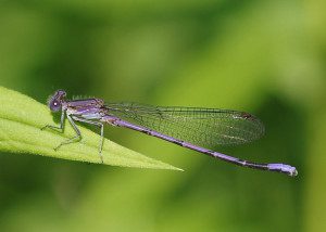 Violet dancer