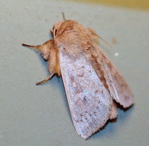 False wainscot