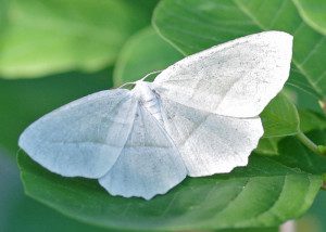 Pale beauty