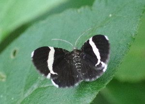 White-striped black moth