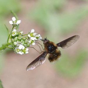 bee fly16 1