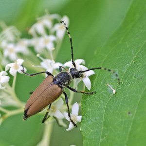 brachyleptura rubrica16 1rz