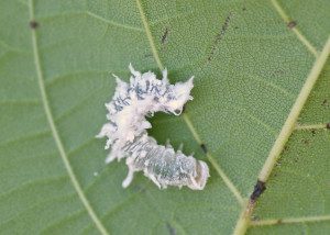 butternut woolyworm sawfly16 1rz