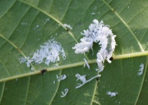 butternut woolyworm16 6rz