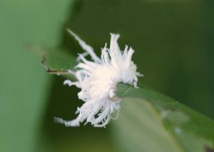 butternut woolyworm16 7arz