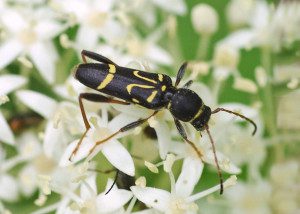 clytus ruricola16 1arz