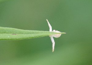 crab spider16 23