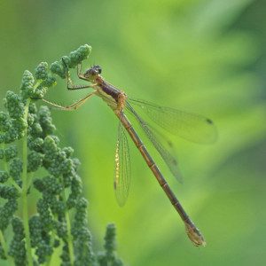 lestes emerald16 4rz