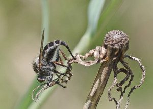 robber fly fe16 26aarz