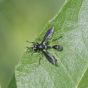 thck-hdd fly physocephala16 1