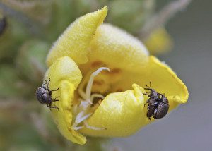 weevil mullein16 1rz