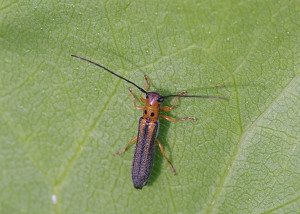 oberea-tripunctata16-5