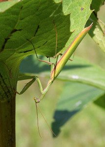 praying-mantis-euro07-10rz