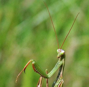 praying-mantis-euro07-6