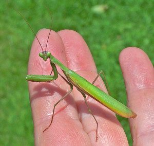 praying-mantis-euro07-8rz