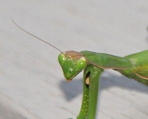 praying-mantis-euro12-17cb