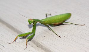 praying-mantis-euro12-17crz