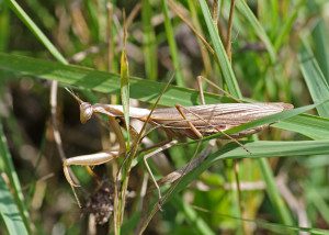 praying-mantis-euro14-1rz