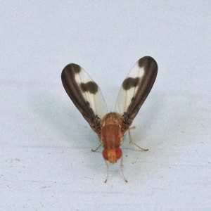 flutter-fly15-15