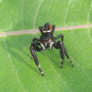 jumping-spdr-phidippus-clarus12-4