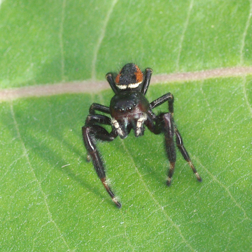 The Bug Box: Johnson's jumping spider, Columnists