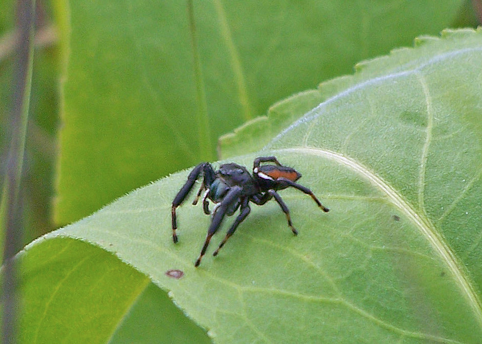 Jumping Spiders: What They Eat, How Far They Jump & More