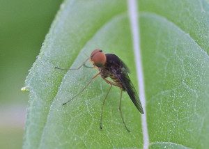 Chrysopilus quadratus