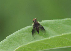 snipe-chrysopilus-quadratus14-7b