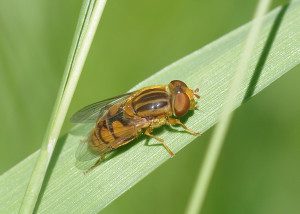 syrphid-parhelophilus16-4