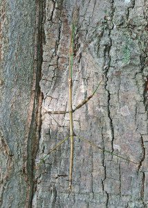 walkingstick12-6rz