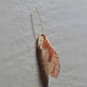 br-lacewing-micromus-posticus15-1rz