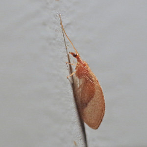 Brown lacewing