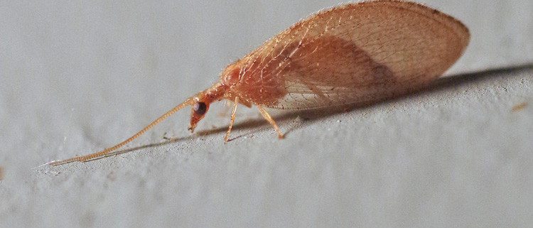 Bug o' the Week - Brown Lacewing - Riveredge Nature Center