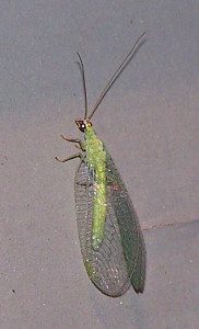 Green lacewing